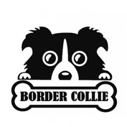 border collie3