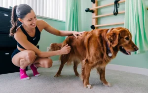 15-Letni golden retriever nie mógł ruszać łapami, odzyskał siły dzięki treningowi właścicielki