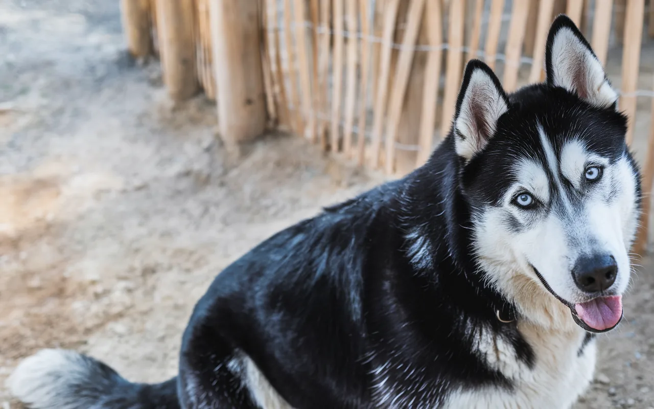 Border collie z domieszką husky: czy ten pies pasuje do twojego stylu życia