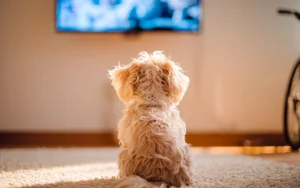 Czy pies rozumie to, co widzi w telewizji? Eksperci obalają popularny mit