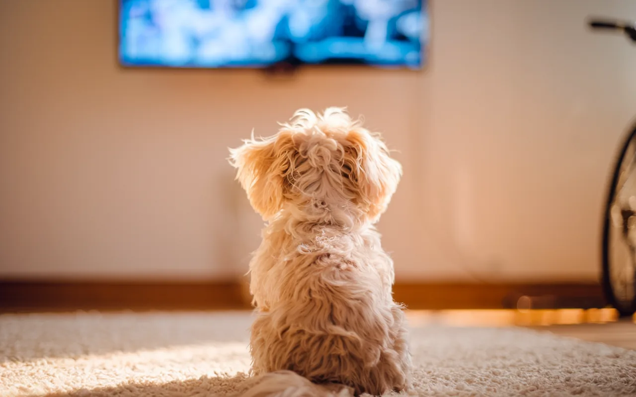 Czy pies rozumie to, co widzi w telewizji? Eksperci obalają popularny mit