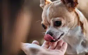 Dlaczego pies uparcie liże twoje rany i skaleczenia, i czy to bezpieczne?