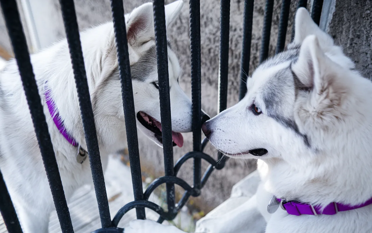 Husky: ta suczka skradła serca internatów swoim zachowaniem