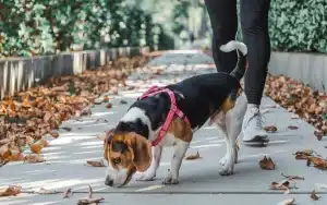Otyłość u psa: beagle ważyła 32 kg, ścisła dieta uratowała jej łapę (wideo)
