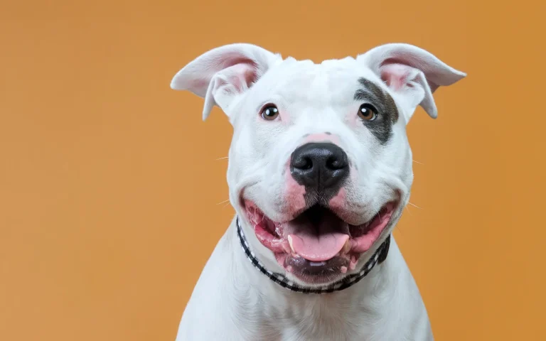 Pitbull – co warto wiedzieć o tej silnej i lojalnej rasie psa