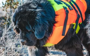 Ratownicy na zmianę nieśli na barkach blisko 60-kilogramowego psa w górach
