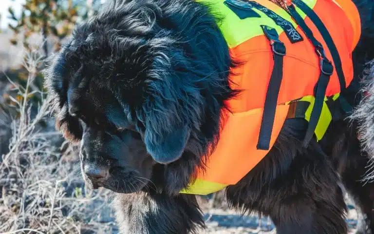 Ratownicy na zmianę nieśli na barkach blisko 60-kilogramowego psa w górach